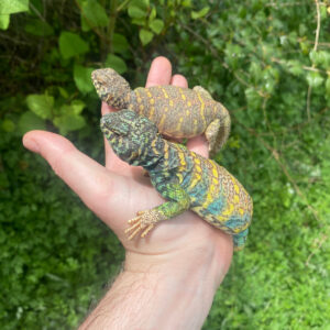 ornate uromastyx subadult pair