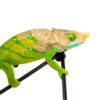 The O'Shaughnessy's chameleon (Calumma oshaughnessyi) is a rare forest-dwelling species native to Madagascar’s highland rainforests. Known for its large size