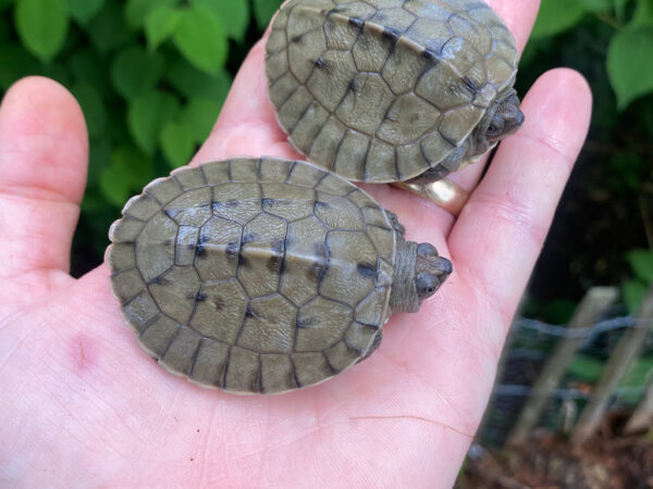 Painted River Terrapin Babies