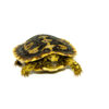Pancake Tortoise Babies