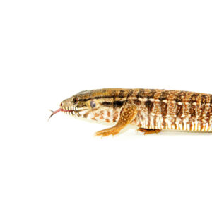 Paraguayan red tegu babies are fast becoming a favorite among tegu keepers due to their striking coloration, intelligence, and manageable size.