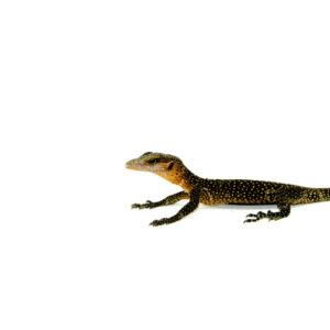 The peachthroat monitor (Varanus jobiensis) is a sleek, fast-moving monitor lizard native to Papua New Guinea. Named for the peach