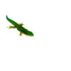 The peacock day gecko is a vibrant and colorful species that brings tropical beauty and lively energy to any reptile collection. Known for its striking colors and diurnal activity,
