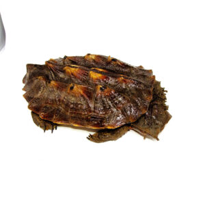 Peruvian Mata Mata MALE