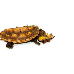 Peruvian Mata Mata MALE