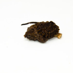 Pied Alligator Snapping Turtle