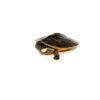 Pink Bellied Sideneck Turtle Baby (Emydura subglobosa)