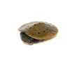 Pink Bellied Snapper Babies