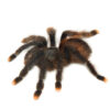 The Pink Toe Tarantula (Avicularia avicularia) is one of the most beloved tarantulas in the exotic pet trade.