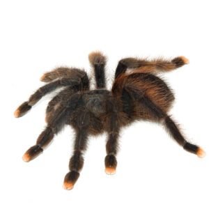 The Pink Toe Tarantula (Avicularia avicularia) is one of the most beloved tarantulas in the exotic pet trade.
