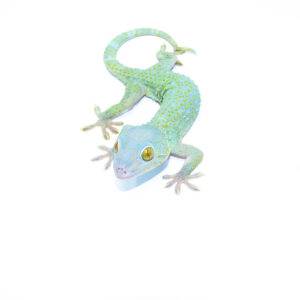 The powder blue tokay gecko female is a captivating reptile admired for its rare and vivid coloration paired with the distinct tokay gecko pattern.