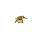 The pygmy spiny tailed lizard adult female is a small and hardy uromastyx species ideal for keepers who love desert reptiles but prefer a manageable size. This species, also known as Uromastyx dispar maliensis
