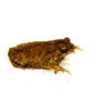 The Rainbow Chocolate Chip Toad (Bufo melanostictus) is a delightful and unique variant of the more widely known Asian Common Toad.
