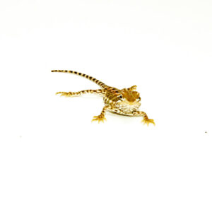 The rankins dragon babies are perfect for reptile enthusiasts who love the personality of a bearded dragon but prefer a smaller size. These pygmy dragons are energetic