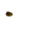 Razor backed Musk Turtle