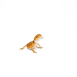 The red bearded dragon babies available today are among the most striking young reptiles in the hobby. These baby beardies show bright red tones