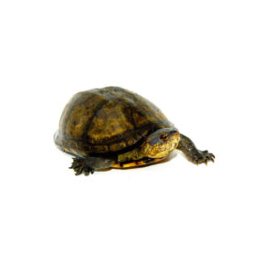 Red Cheeked Mud Turtle Adult (Kinosternon scorpioides cruentatum)