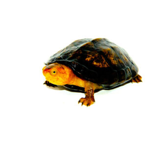 Red Cheeked Mud Turtle Sub-adult