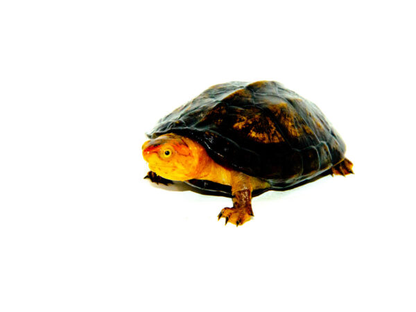 Red Cheeked Mud Turtle Sub-adult