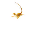 The red dunner bearded dragon #1 is a brilliant reptile morph with both visual impact and a gentle demeanor. This variety combines the intense red hues of the red morph line