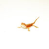 The red dunner bearded dragon #3 is a captivating lizard with both bold coloration and an uncommon scale texture. Known for its rich reds and standout genetics,