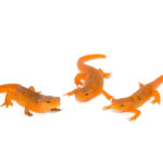 The red eft (notophthalmus viridescens), is one of the most recognizable amphibians in North America. With its striking orange-red skin, tiny limbs, and black-ringed spots, it captivates herpers