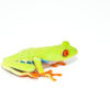 Few amphibians are as instantly recognizable and universally admired as the red eyed tree frog (agalychnis callidryas) With its vibrant green body