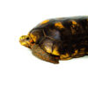 Red Foot Tortoise (Chelonoidis carbonaria)