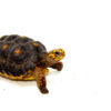 Red Foot tortoise X Cherryhead Cross Female (9-11 inch) (Chelonoidis carbonarius) F3