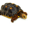 Red Foot tortoise X Cherryhead Cross Female (9-11 inch) (Chelonoidis carbonarius) F1