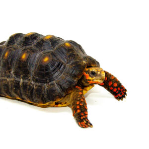 Red Foot tortoise X Cherryhead Cross Female
