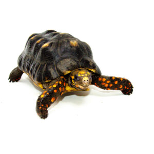 Red Footed Tortoise Captive Born Adult male (Chelonoidis carbonarius) - #RFTCBAM1