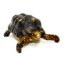 Red Footed Tortoise Captive Born Adult male