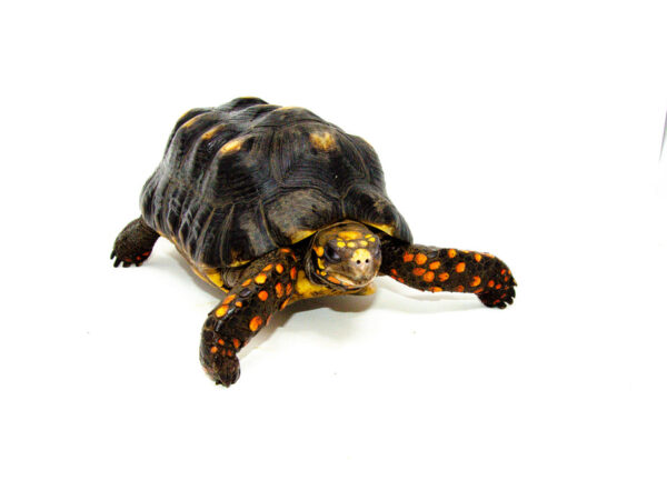 Red Footed Tortoise Captive Born Adult male