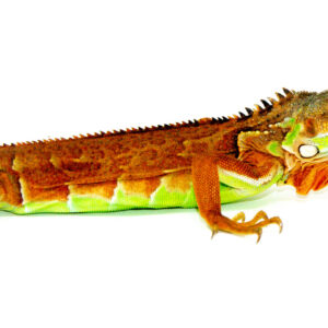 The red iguana is a stunning morph of the common green iguana (Iguana iguana), prized for its intense coloration and dramatic presence. These reptiles can develop