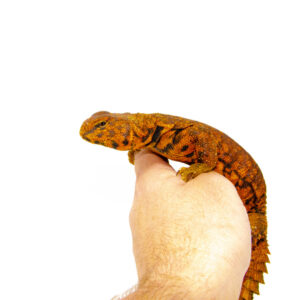 The red niger uromastyx is a captivating species of lizard known for its vibrant coloration and hardy nature. These reptiles are native to the arid regions