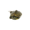 Reeves Turtle Baby