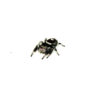 The Regal Jumping Spider Adults (Phidippus regius) are among the most charming and intelligent arachnids you can welcome into your collection.