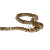 Russian Rat Snake (Elaphe schrenckii)