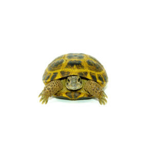 Russian Tortoise (Testudo horsfieldii)