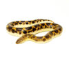 Saharan sand boa (Eryx muelleri)