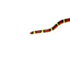 Scarlet Kingsnake (Lampropeltis elapsoides)