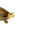 Scorpion Mud Turtle Adult