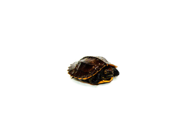 Serrated Box Turtle for sale