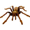The Singapore Blue Tarantula (Lampropelma violaceopes) is one of the most stunning tarantulas in the exotic pet world.