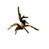 The Skeleton Leg Tarantula (Ephebopus murinus) is a striking species beloved for its bold appearance and fascinating behavior.