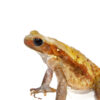 The smooth sided toad (bufo guttatus)) is one of the most impressive amphibians in the exotic pet world. Known for its large size, smooth skin, and calm demeanor