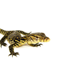 A socialized Sumatran water monitor (Varanus salvator) is one of the most intelligent and trainable lizards available to reptile keepers. Bred and raised with frequent human i