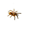 The Socotra Island Blue Baboon Tarantula (Monocentropus balfouri) is one of the most uniquely captivating tarantulas in the hobby.