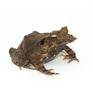 The solomon island leaf frog (ceratobatrachus guentheri) is one of the most captivating amphibians in the exotic pet trade today